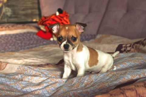 Harry, at six weeks